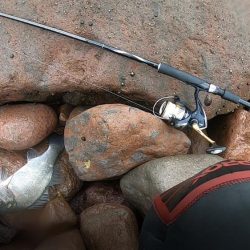 夏ヒラスズキ狙いで、暴風雨の中のサラシから引きずりだした！！